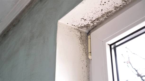 Mold Testing and Removal in Harrison, WI