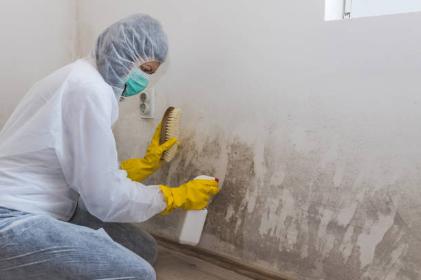 Professional Mold Removal in Harrison, WI