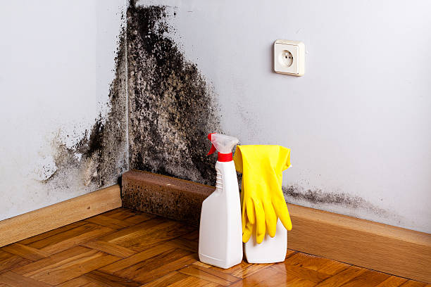 Best Crawl Space Mold Removal  in Harrison, WI