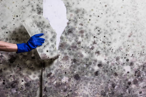 Best Commercial Mold Removal  in Harrison, WI