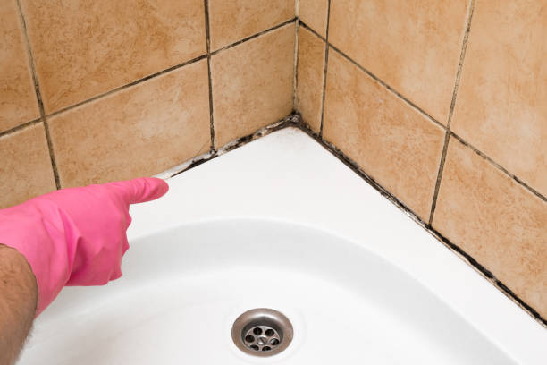 Best Mold Damage Repair  in Harrison, WI